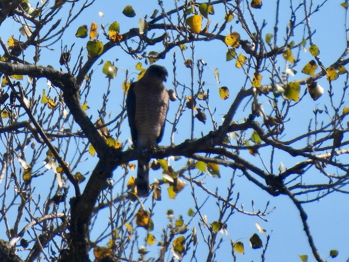 Яструб чорноголовий - ML645763349