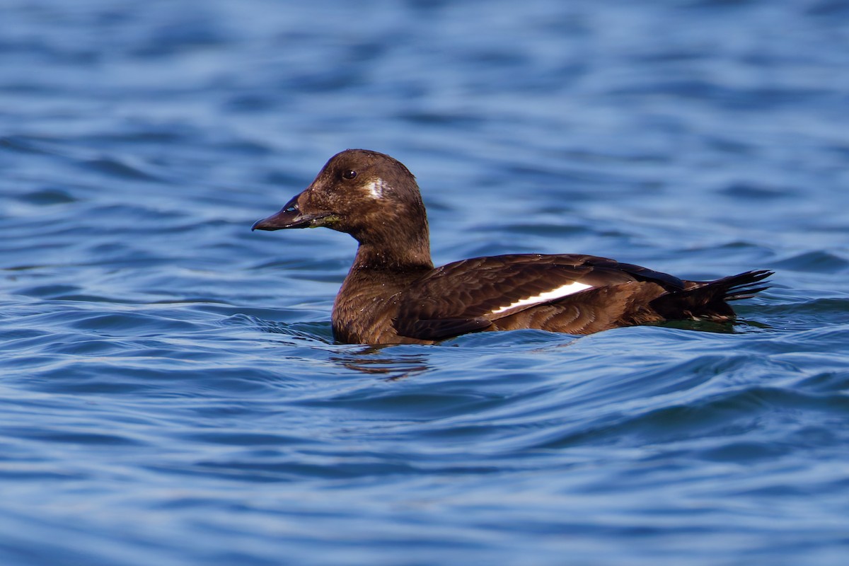 White-winged Scoter - ML645763352