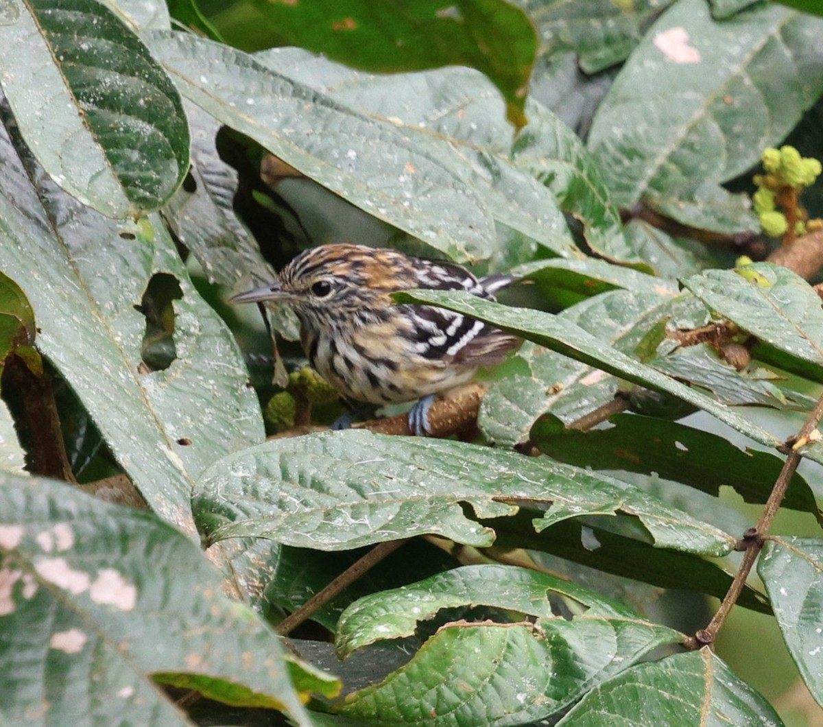 Pacific Antwren - ML645763357