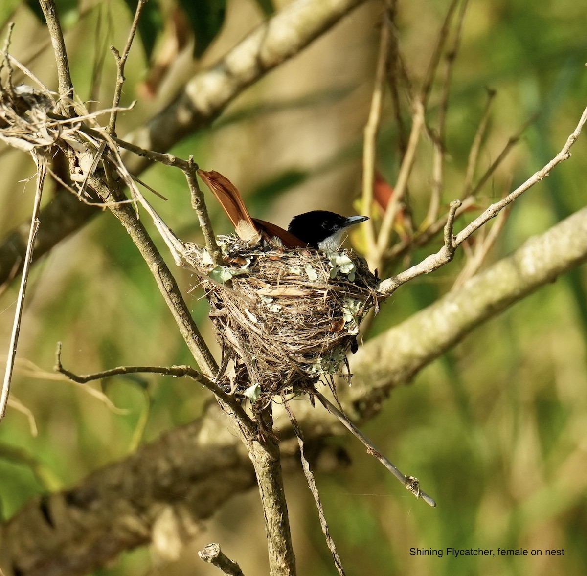 Shining Flycatcher - ML645763358