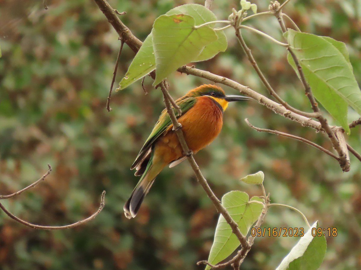 チャムネハチクイ - ML645763363