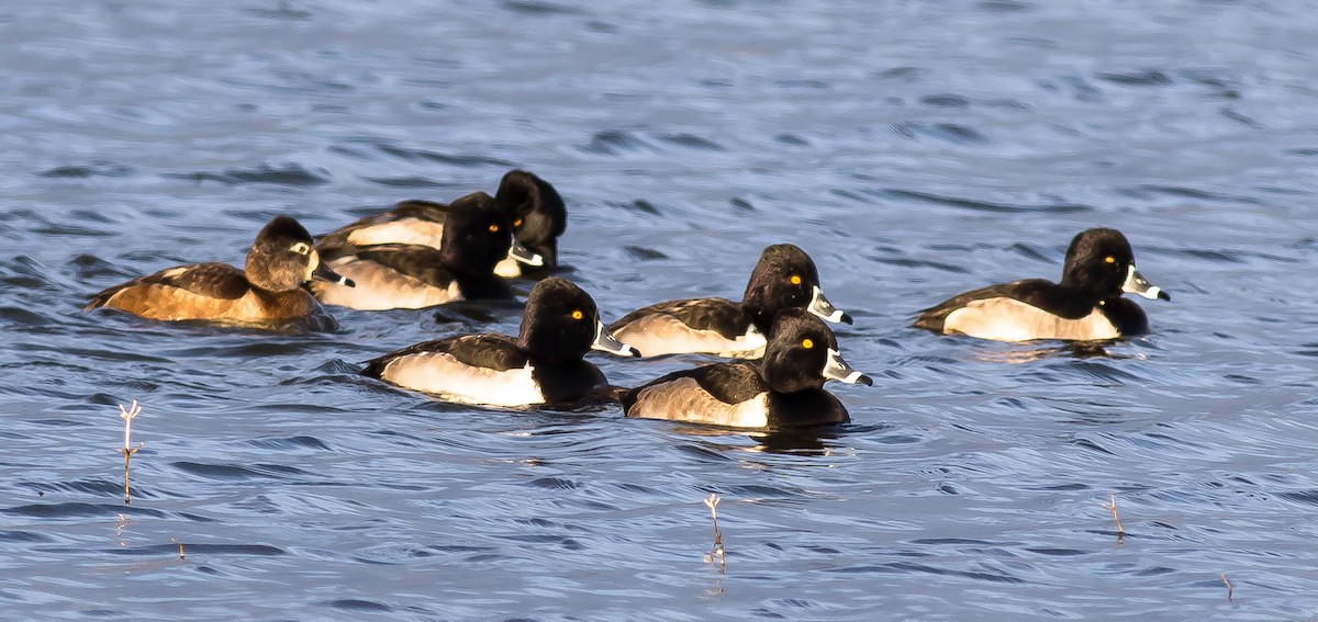 Ring-necked Duck - ML645763365
