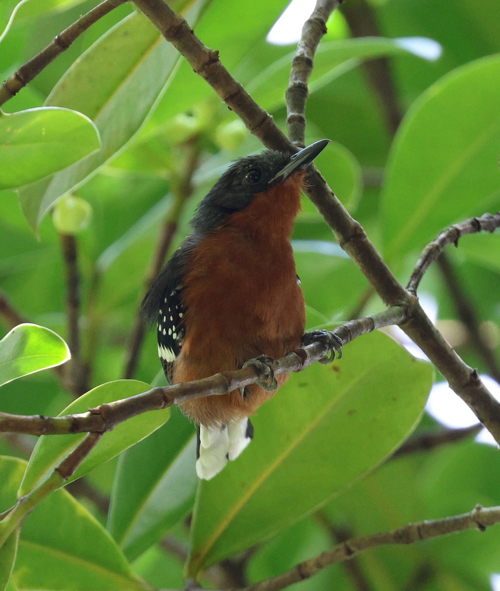 Dot-winged Antwren - ML645763368