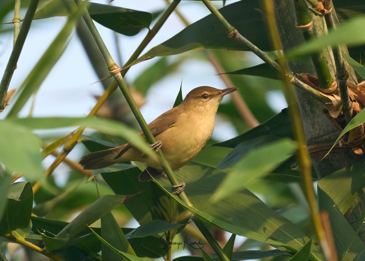 Blyth's Reed Warbler - ML645763369