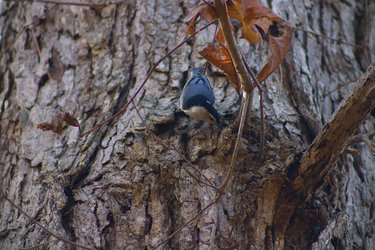 ムナジロゴジュウカラ - ML645763370