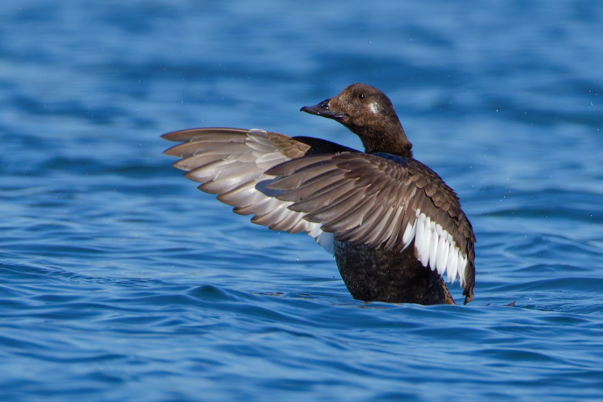 White-winged Scoter - ML645763372