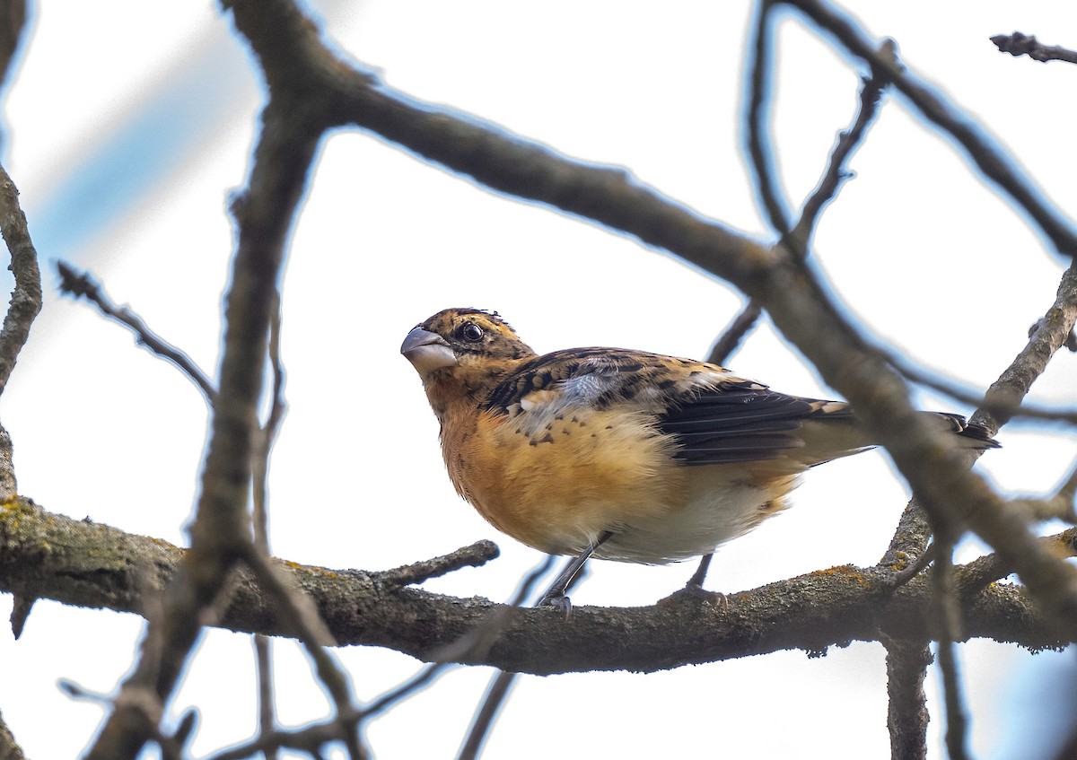 Rose-breasted x Black-headed Grosbeak (hybrid) - ML645763373