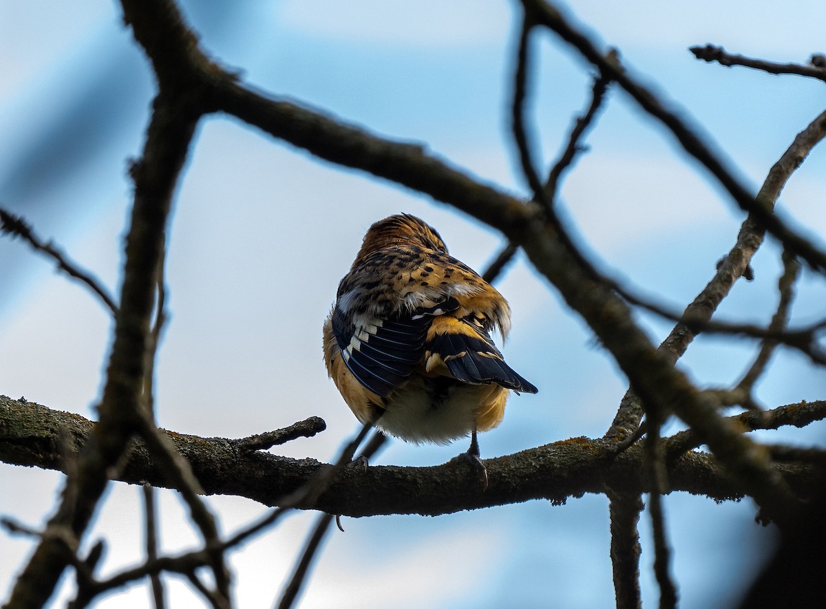 Rose-breasted x Black-headed Grosbeak (hybrid) - ML645763374