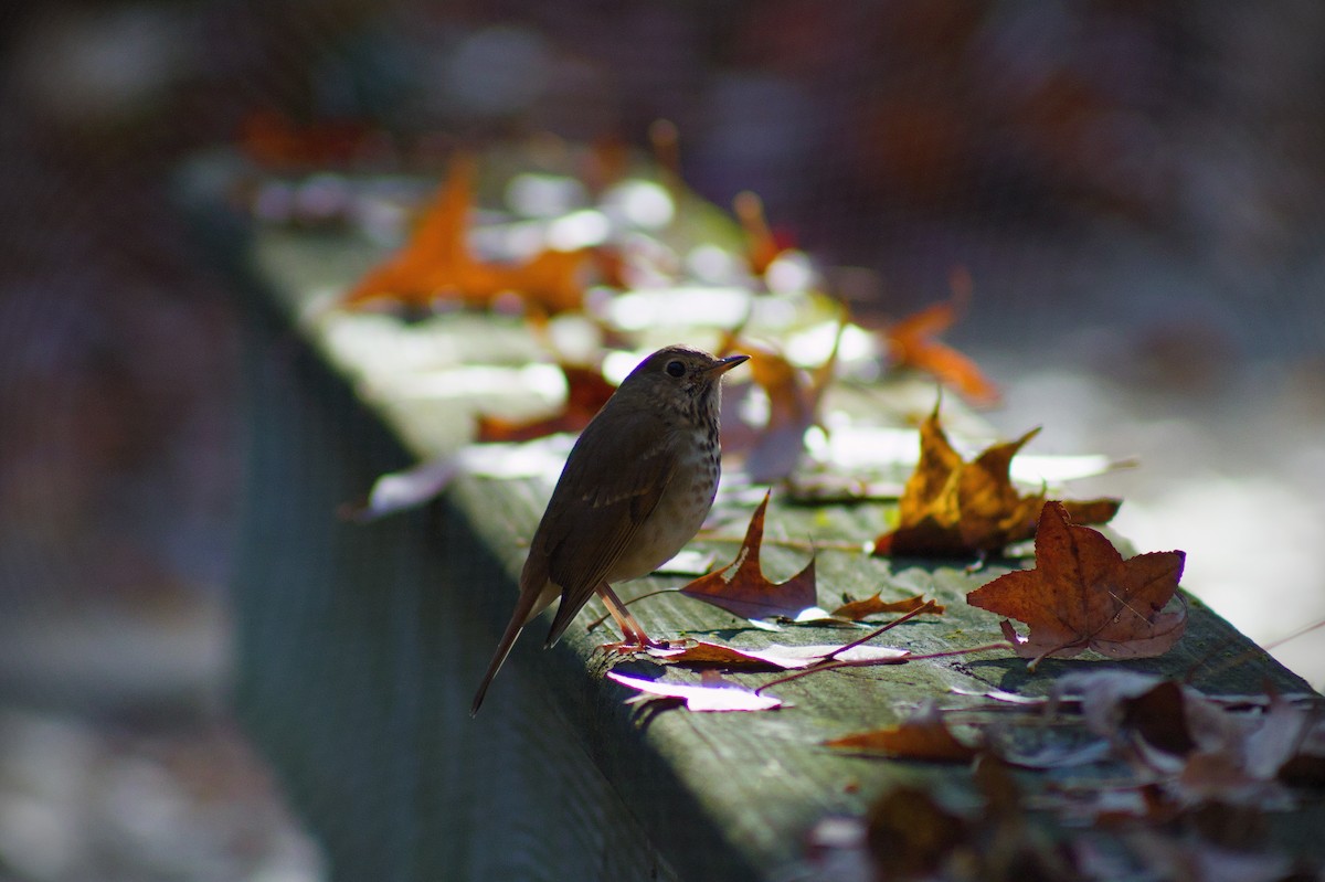 チャイロコツグミ - ML645763376