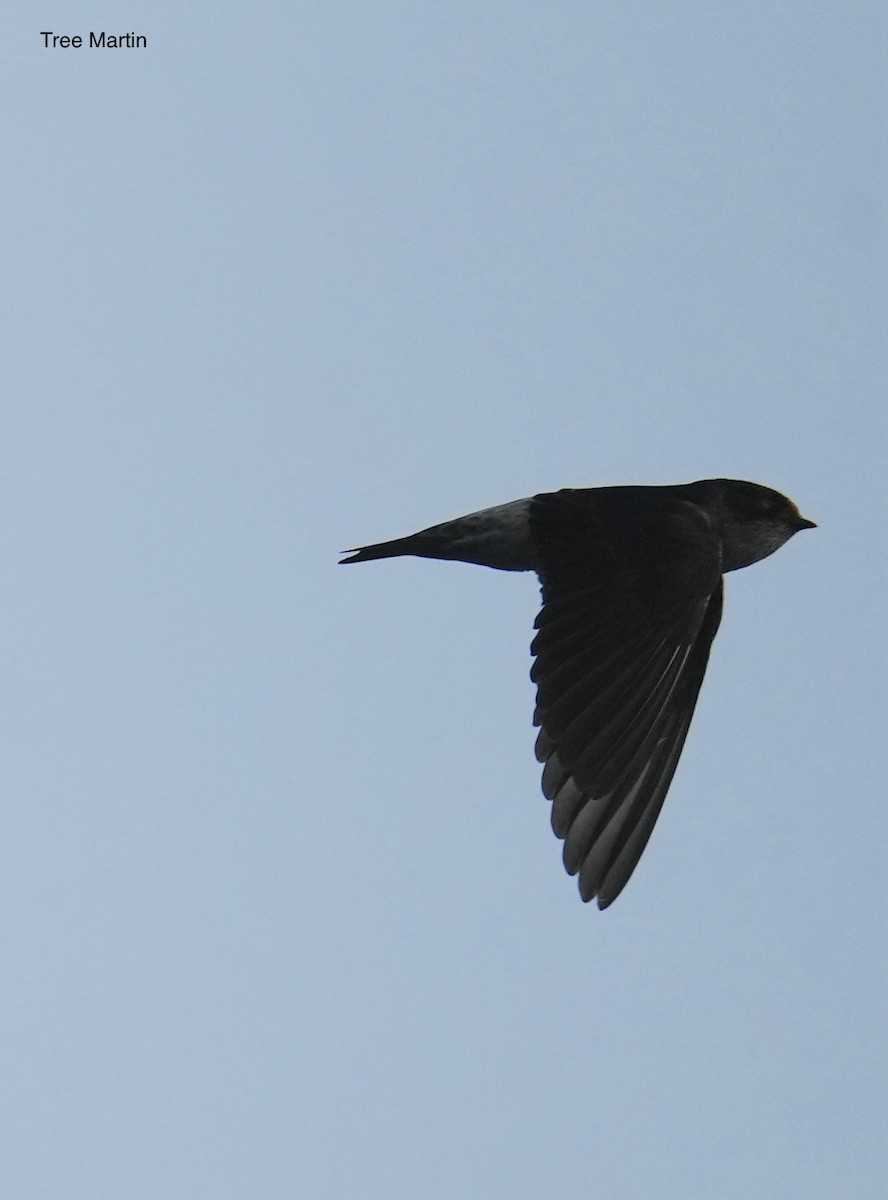 vlaštovka rezavočelá - ML645763392