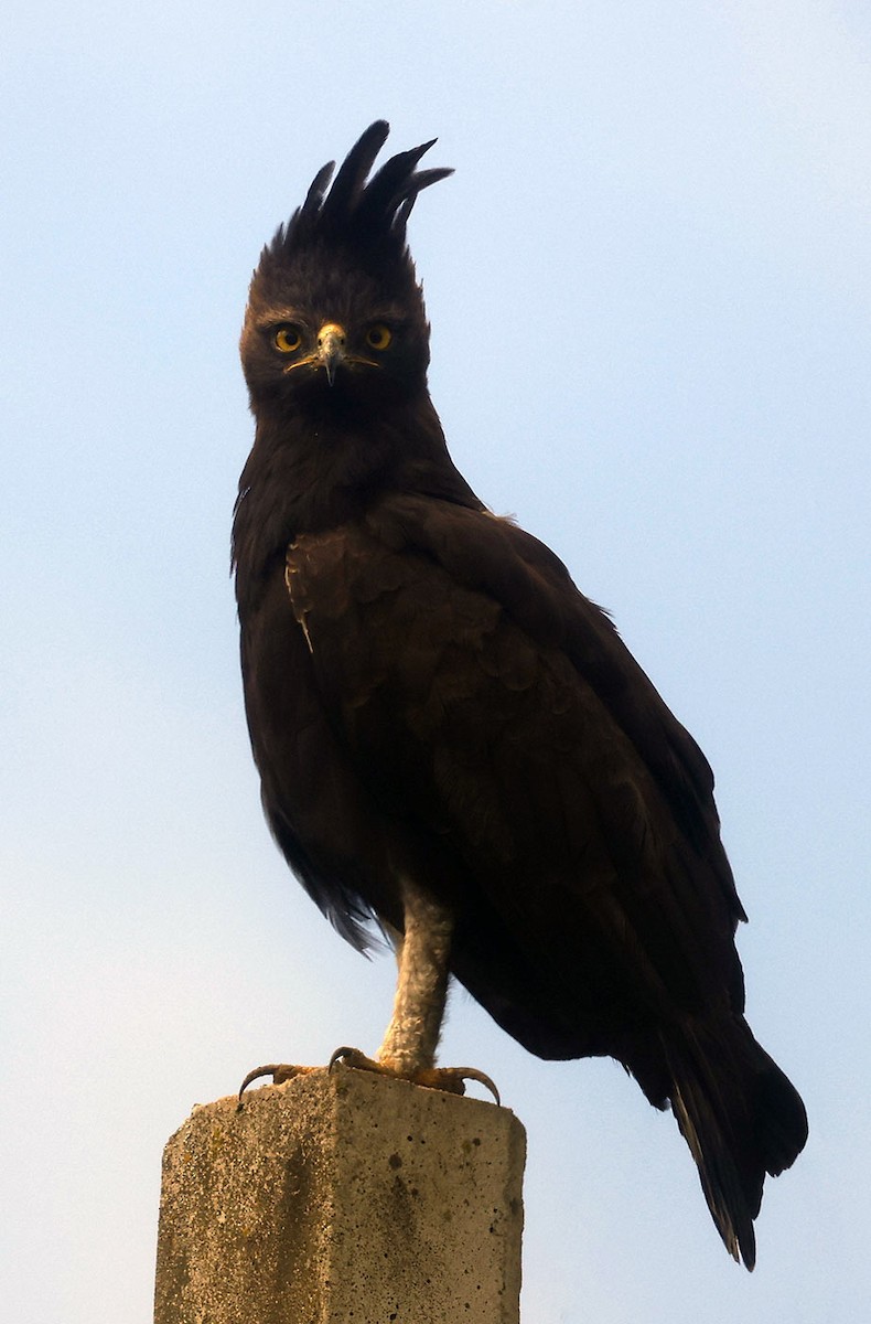 Long-crested Eagle - ML645763393