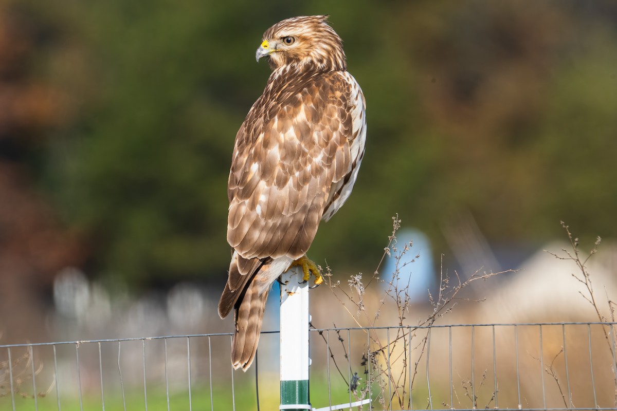 Red-shouldered Hawk - ML645763409