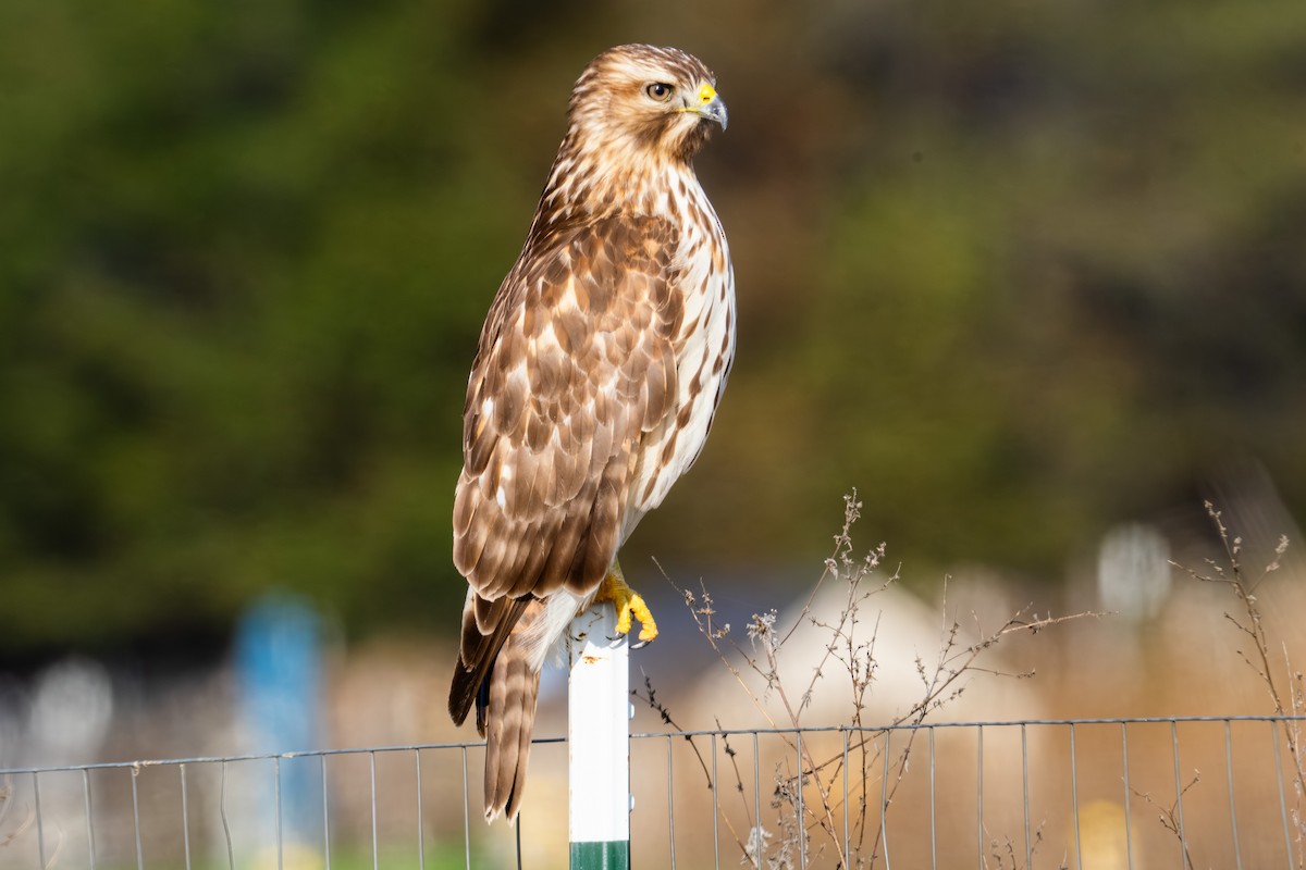 Red-shouldered Hawk - ML645763410