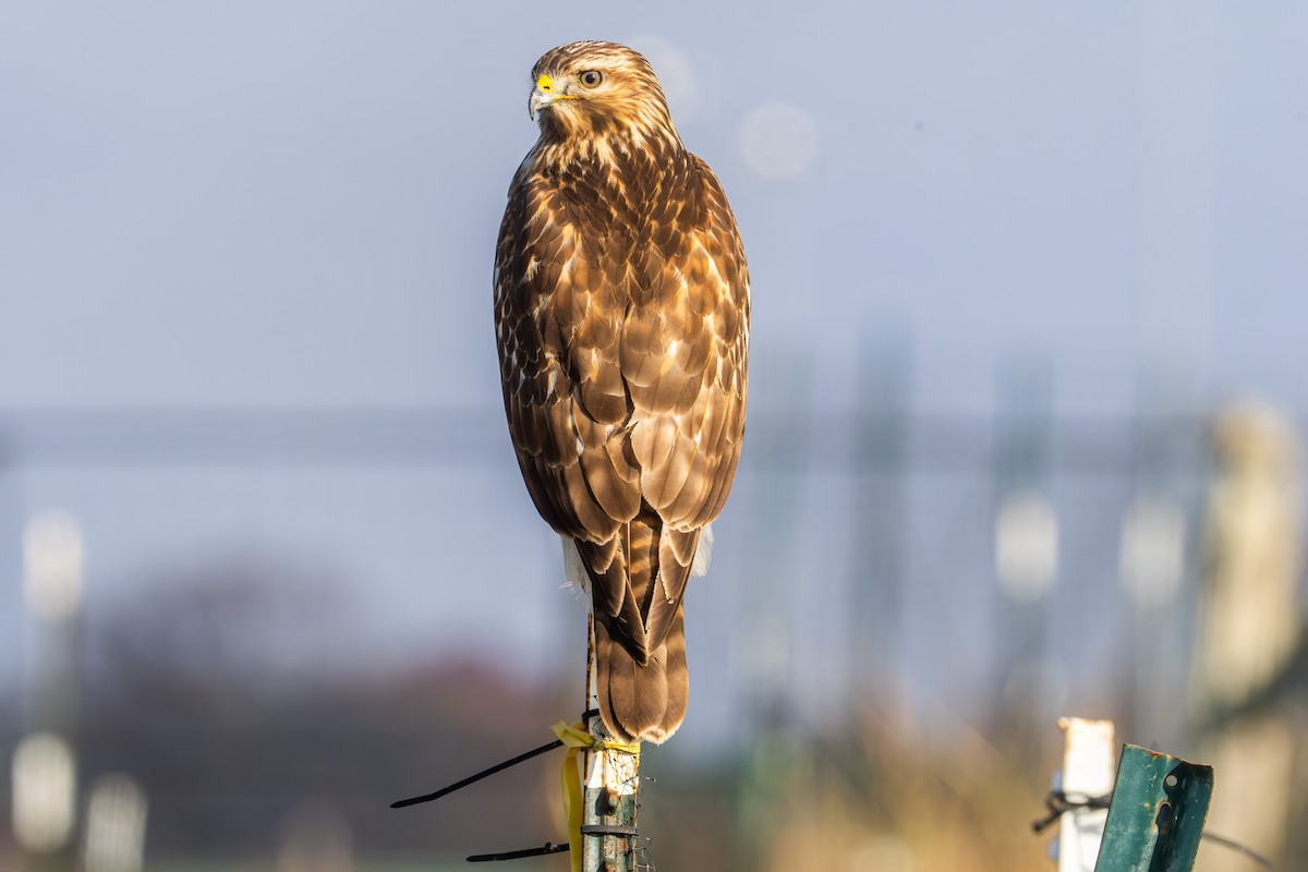 Red-shouldered Hawk - ML645763411