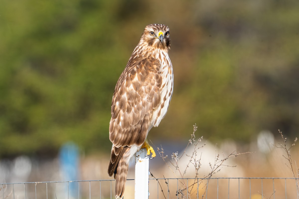 Red-shouldered Hawk - ML645763412