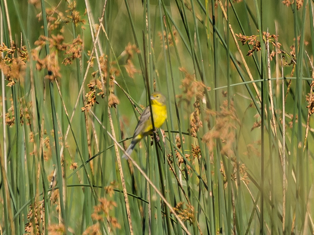 Grassland Yellow-Finch - ML645763414