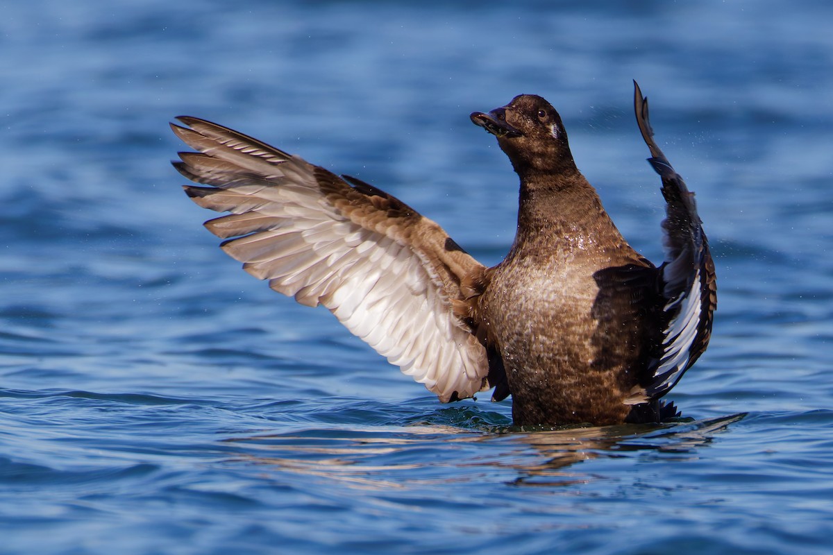 White-winged Scoter - ML645763417