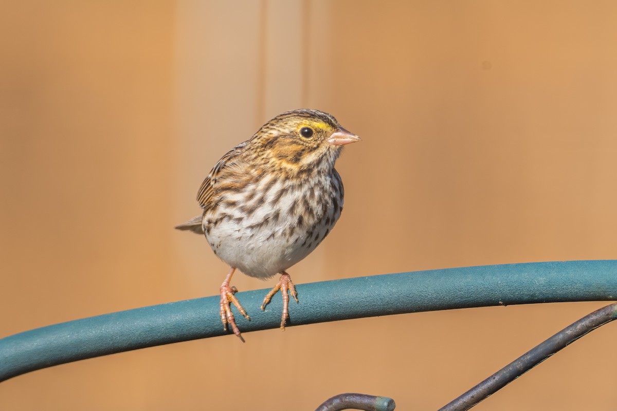 Savannah Sparrow - ML645763421