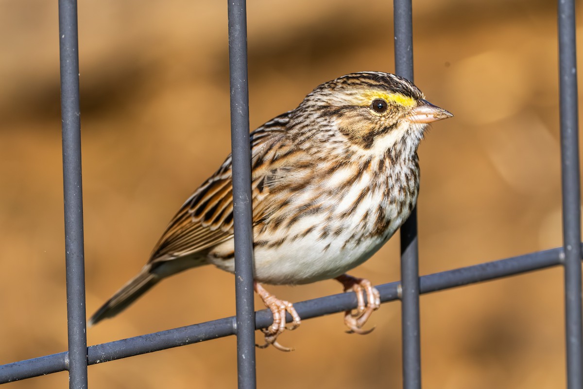 Savannah Sparrow - ML645763422