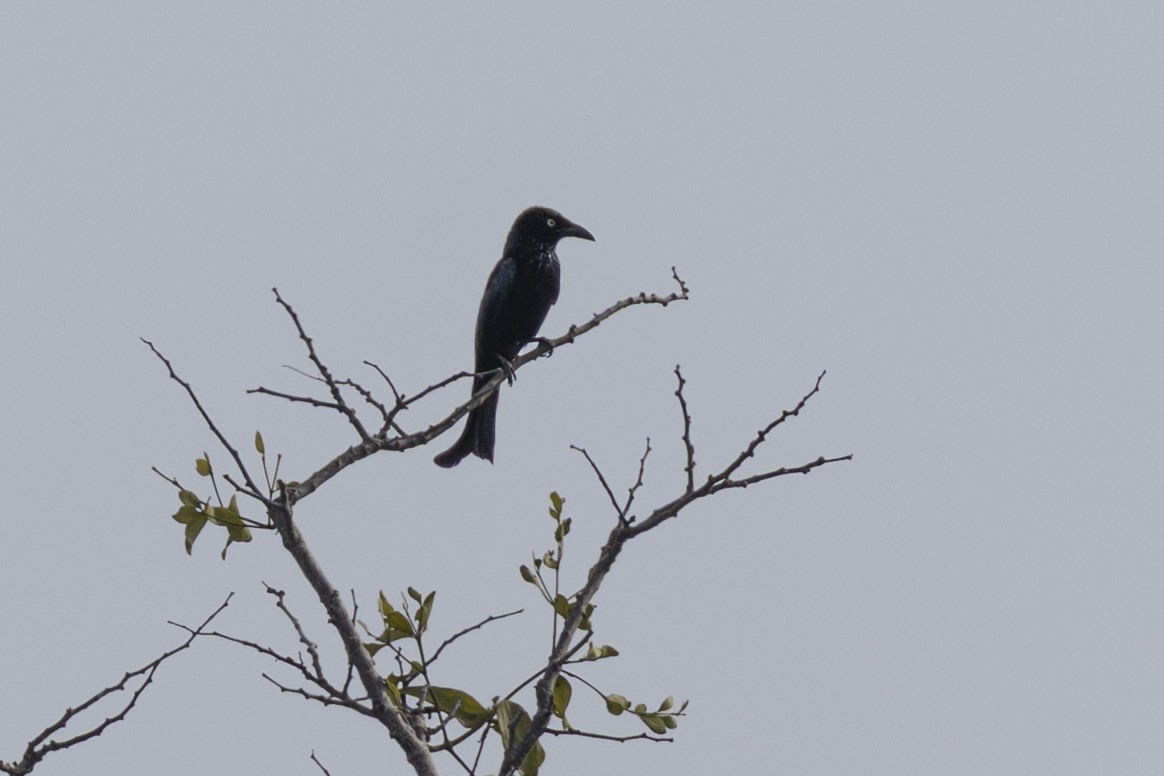 Hair-crested Drongo - ML645763427