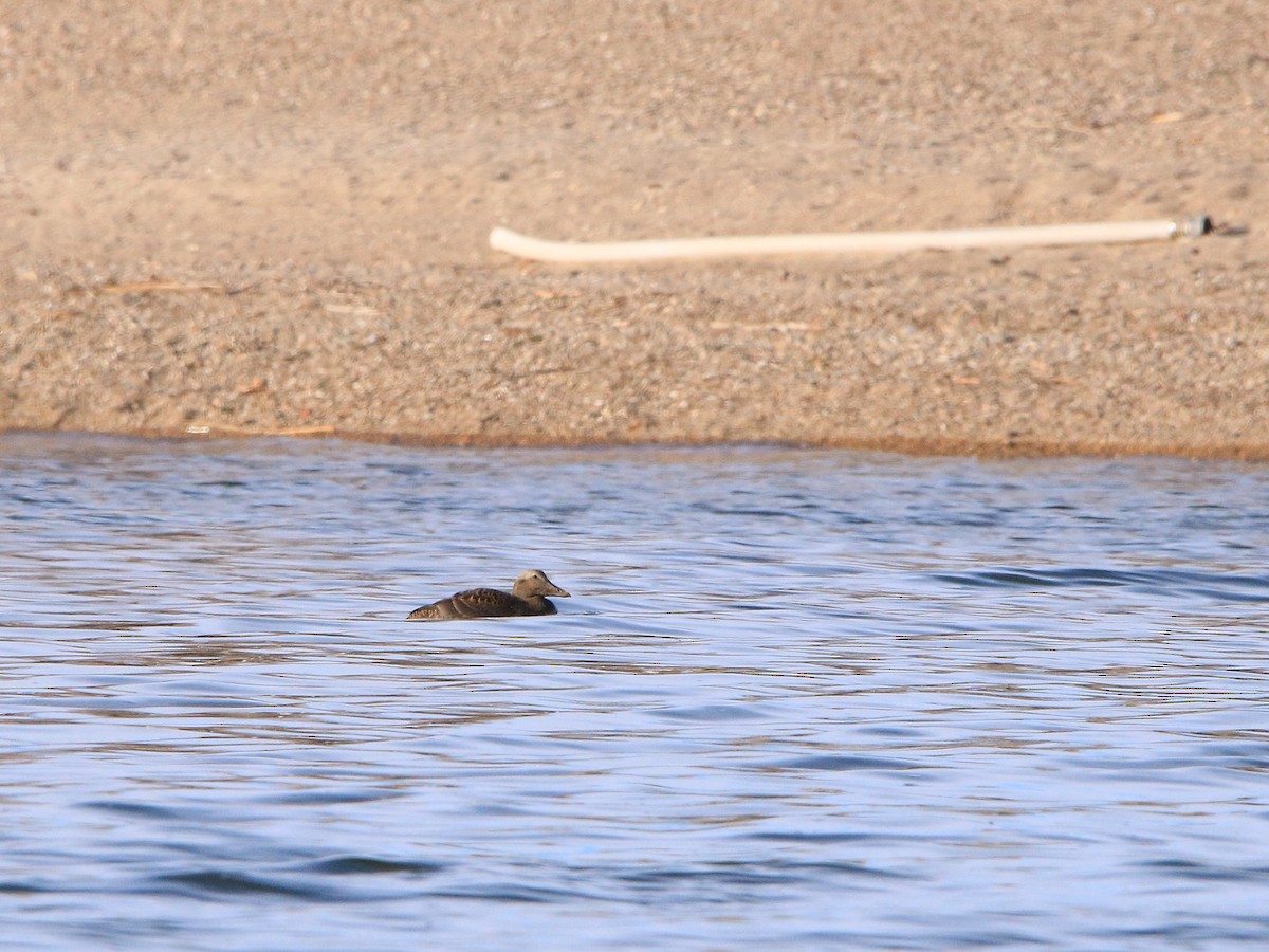 Common Eider - ML645763443