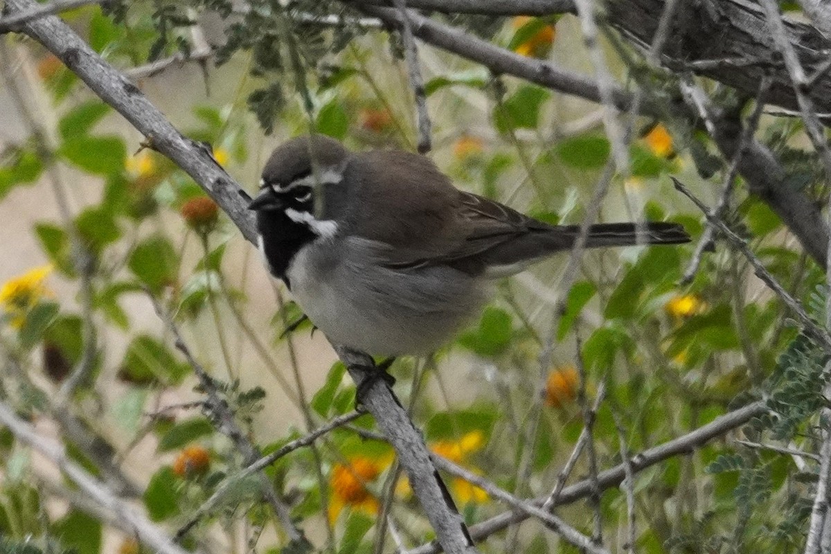 Black-throated Sparrow - ML645763446