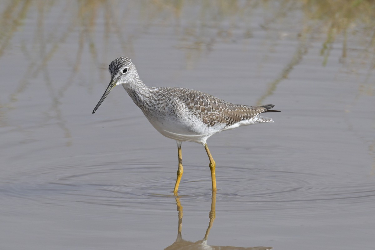 Greater Yellowlegs - ML645763447