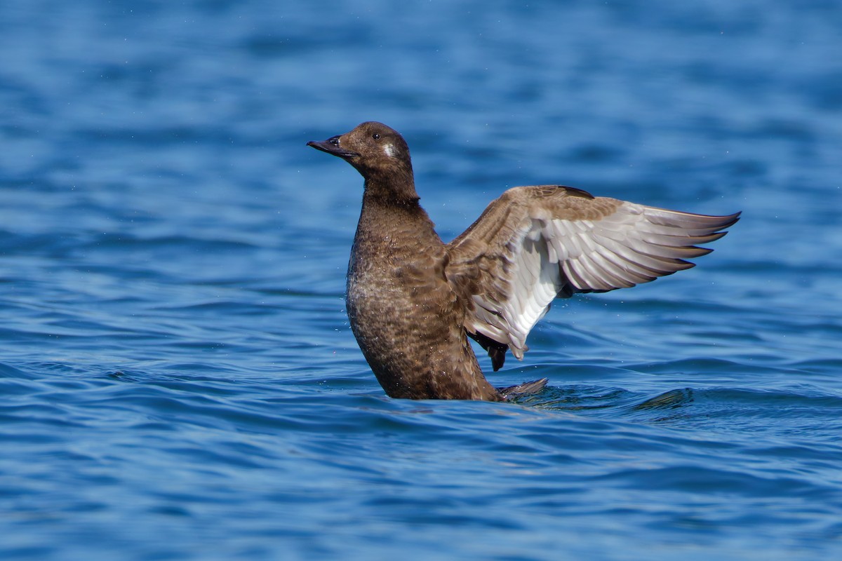 White-winged Scoter - ML645763451