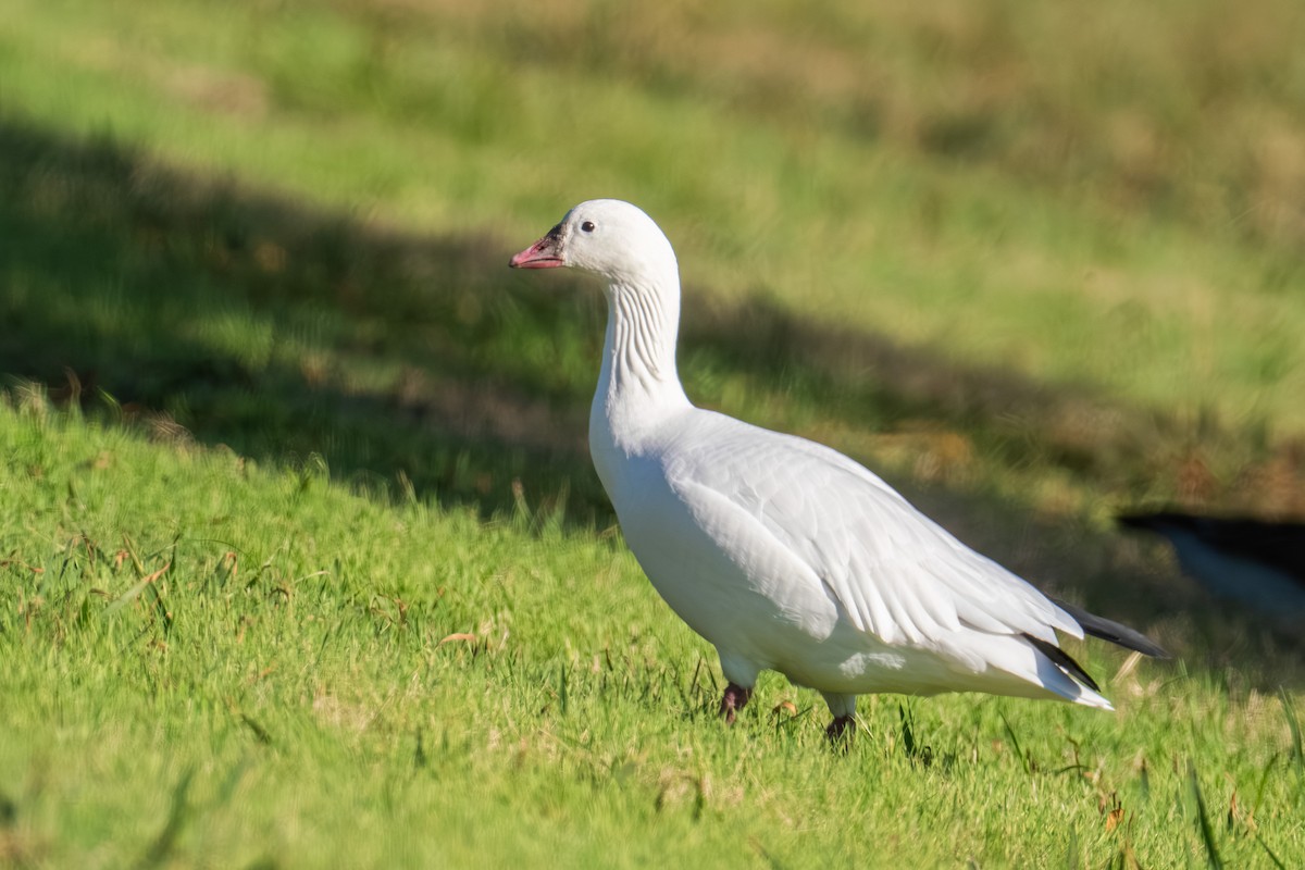 Ross's Goose - ML645763453