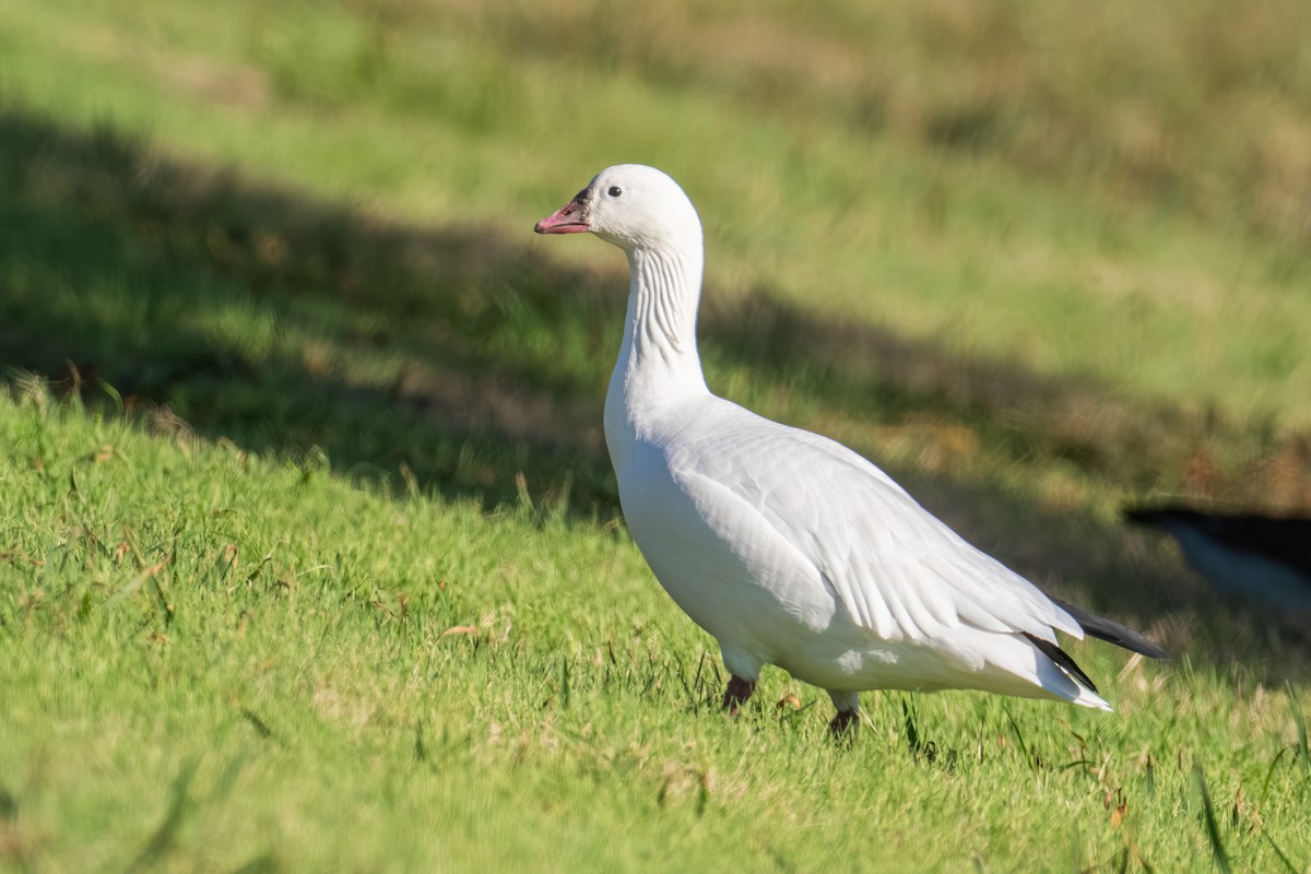 Ross's Goose - ML645763454