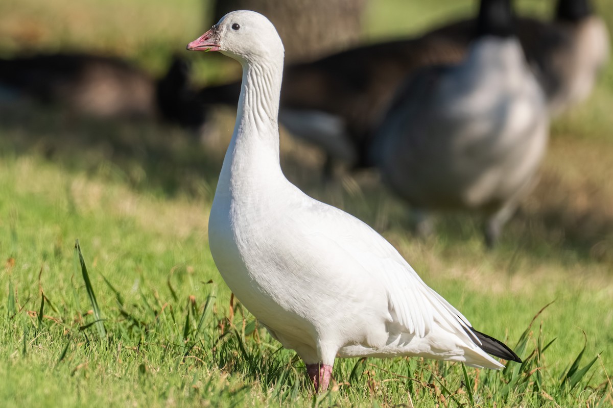 Ross's Goose - ML645763455