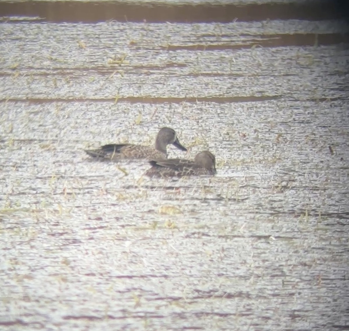 Blue-winged Teal - ML645763456