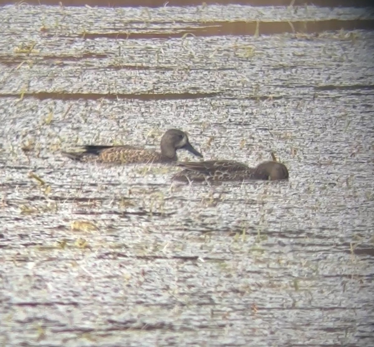 Blue-winged Teal - ML645763457