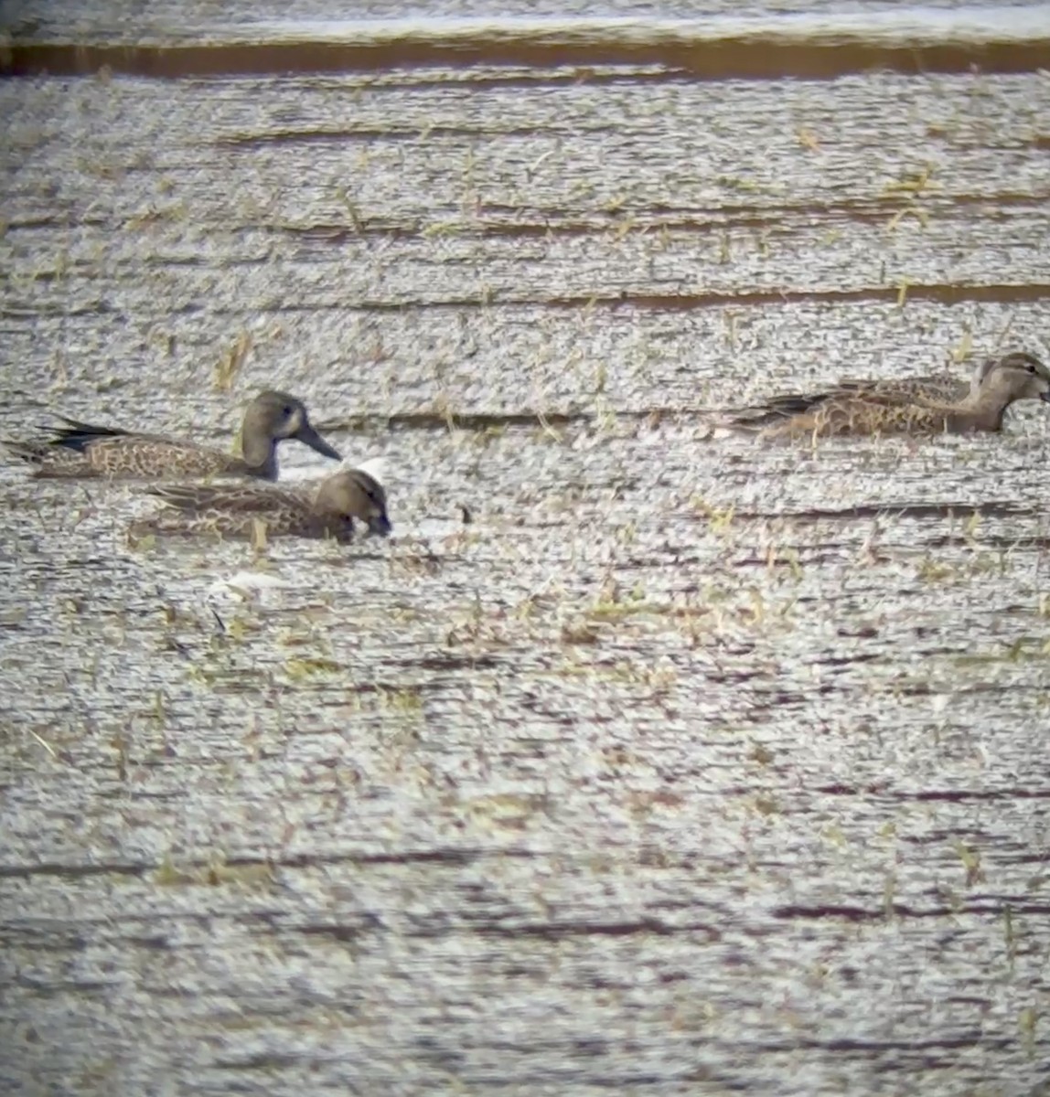 Blue-winged Teal - ML645763458