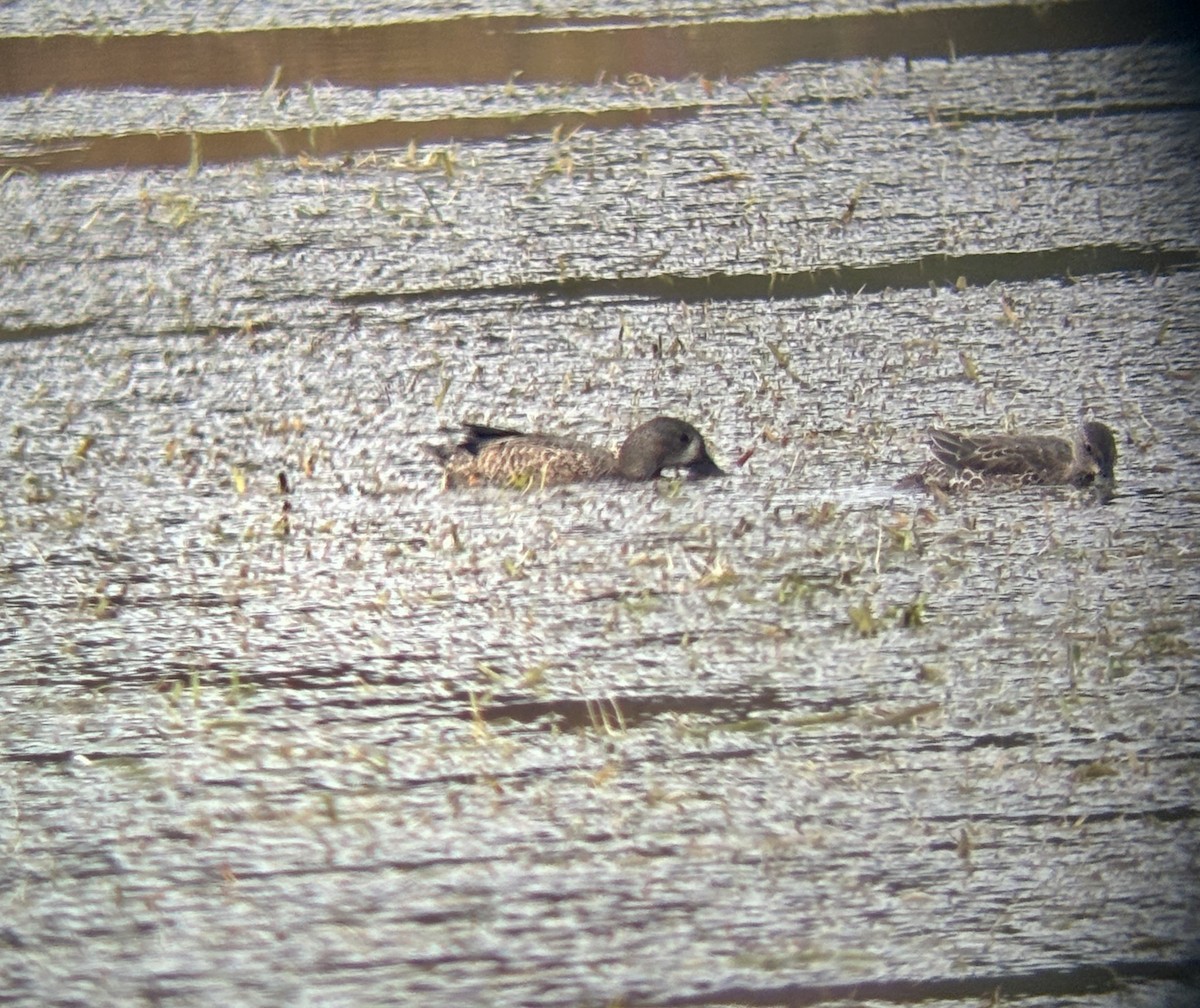 Blue-winged Teal - ML645763459