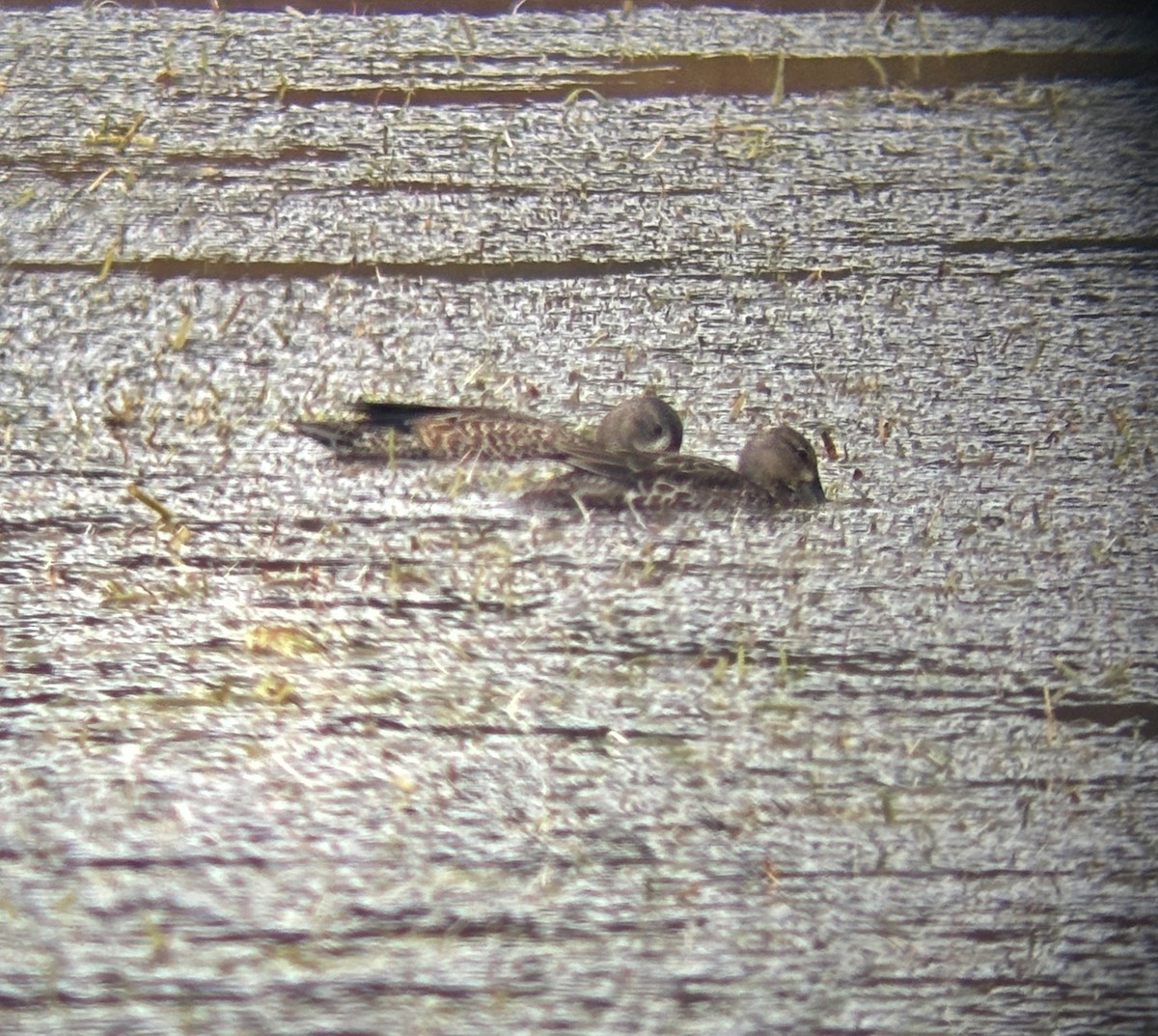 Blue-winged Teal - ML645763460