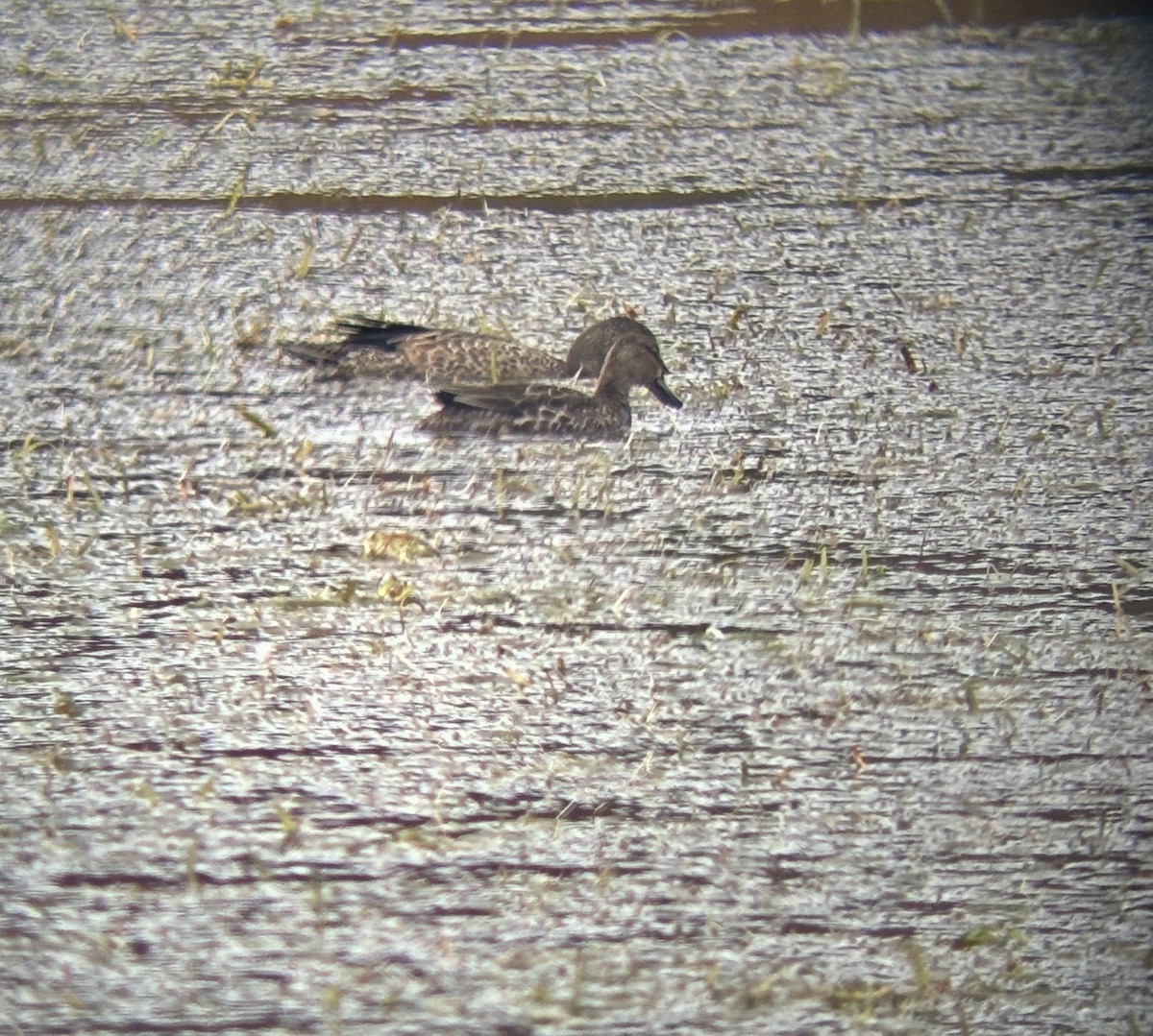 Blue-winged Teal - ML645763461