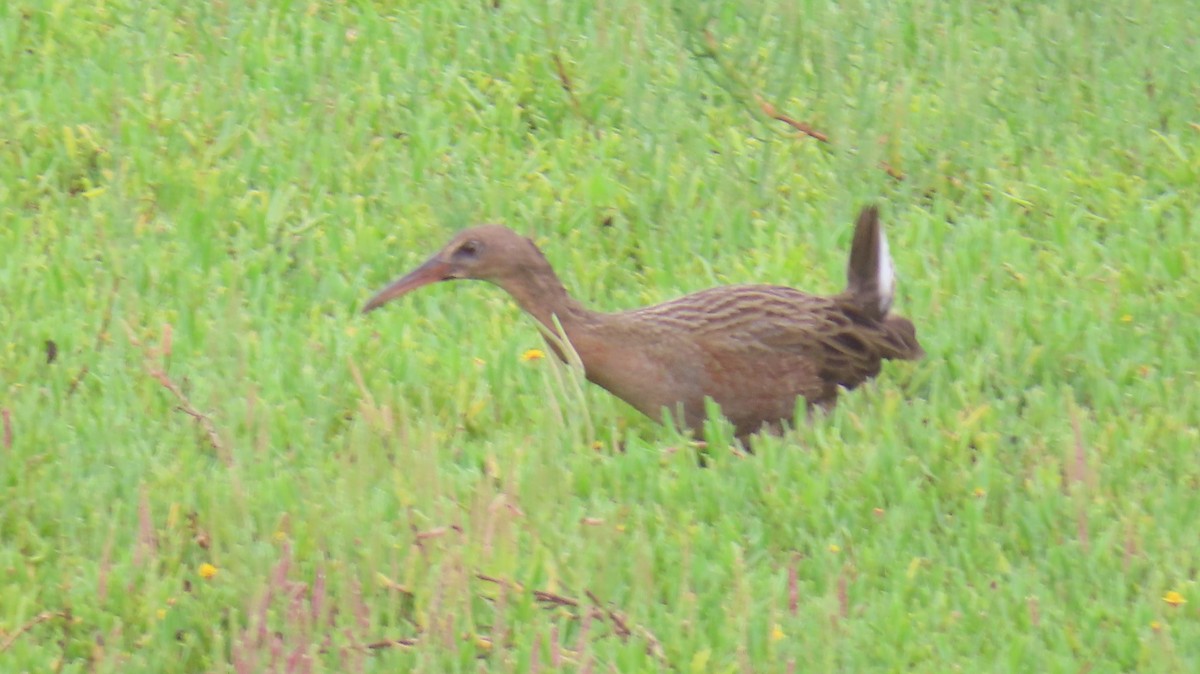 Ridgway Sukılavuzu - ML645763470