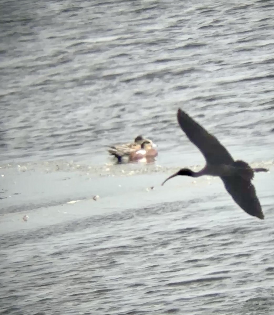 Çeltikçi - ML645763472