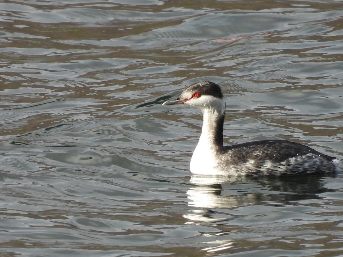 Kulaklı Batağan - ML645763473