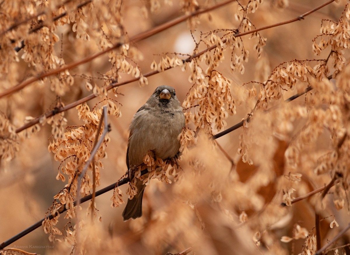 Serçe - ML645763474