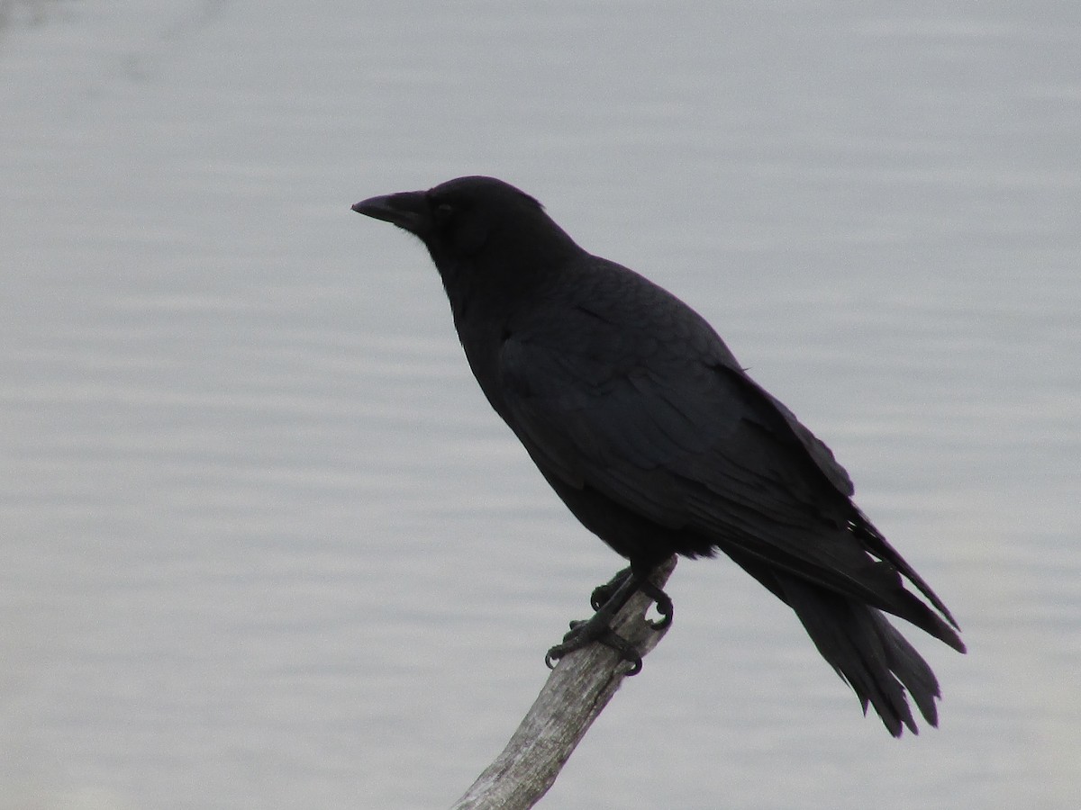 Amerika Kargası - ML645763475