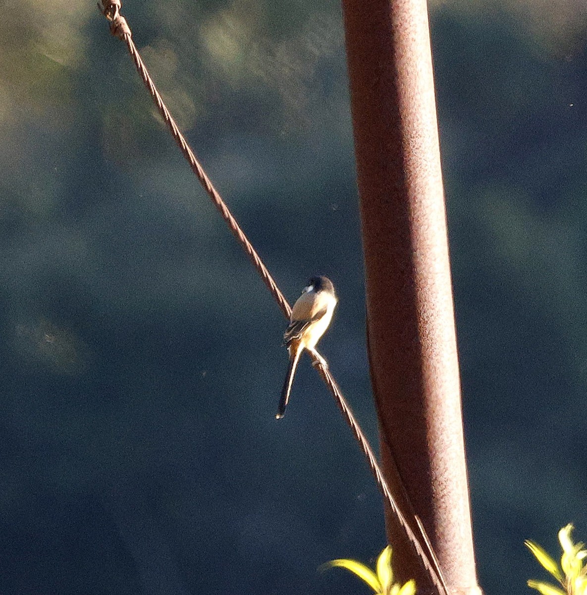 Uzun Kuyruklu Örümcekkuşu - ML645763477