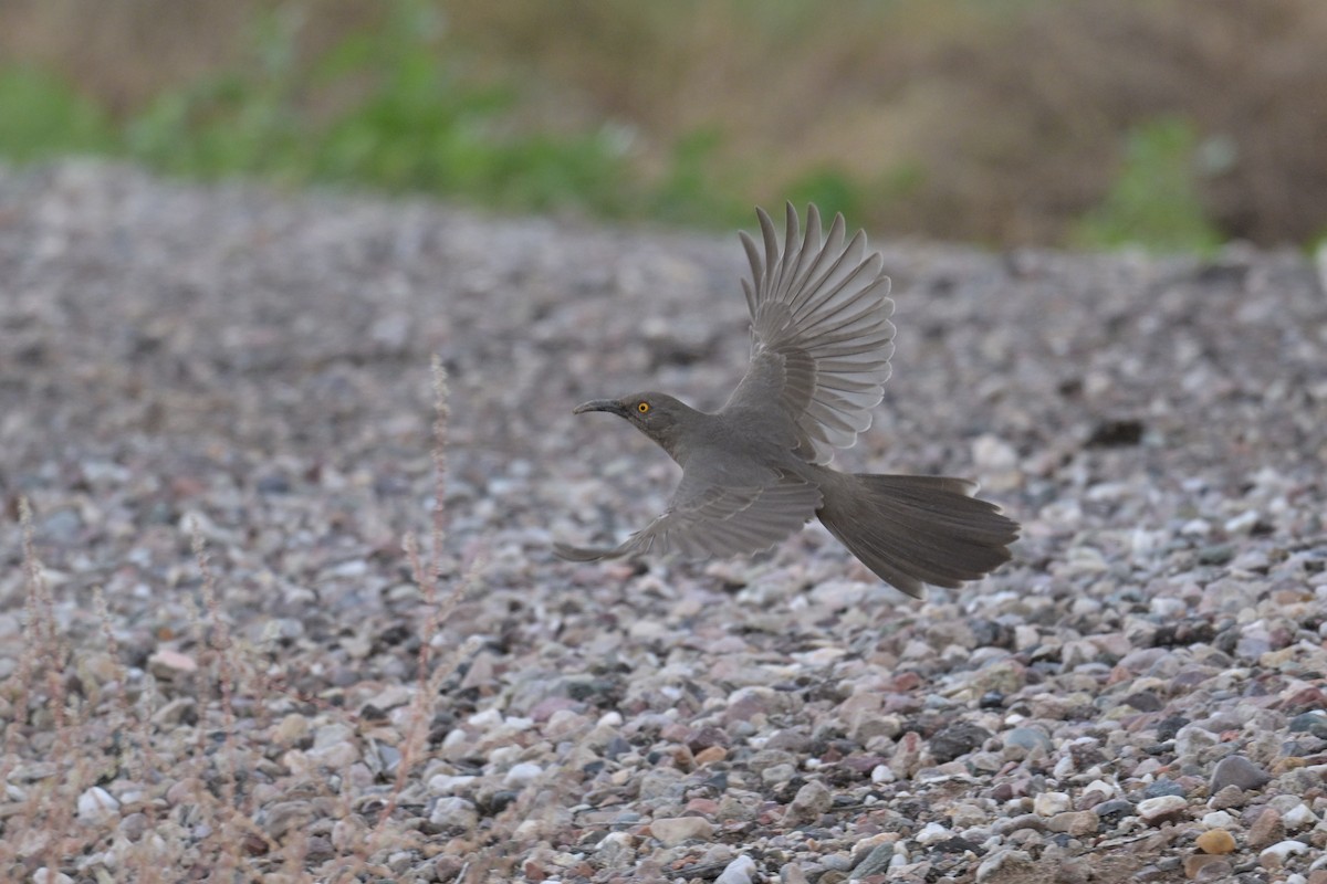 Kıvrık Gagalı Çöpçü - ML645763478