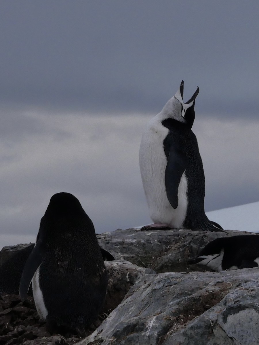 Çember Sakallı Penguen - ML645763480