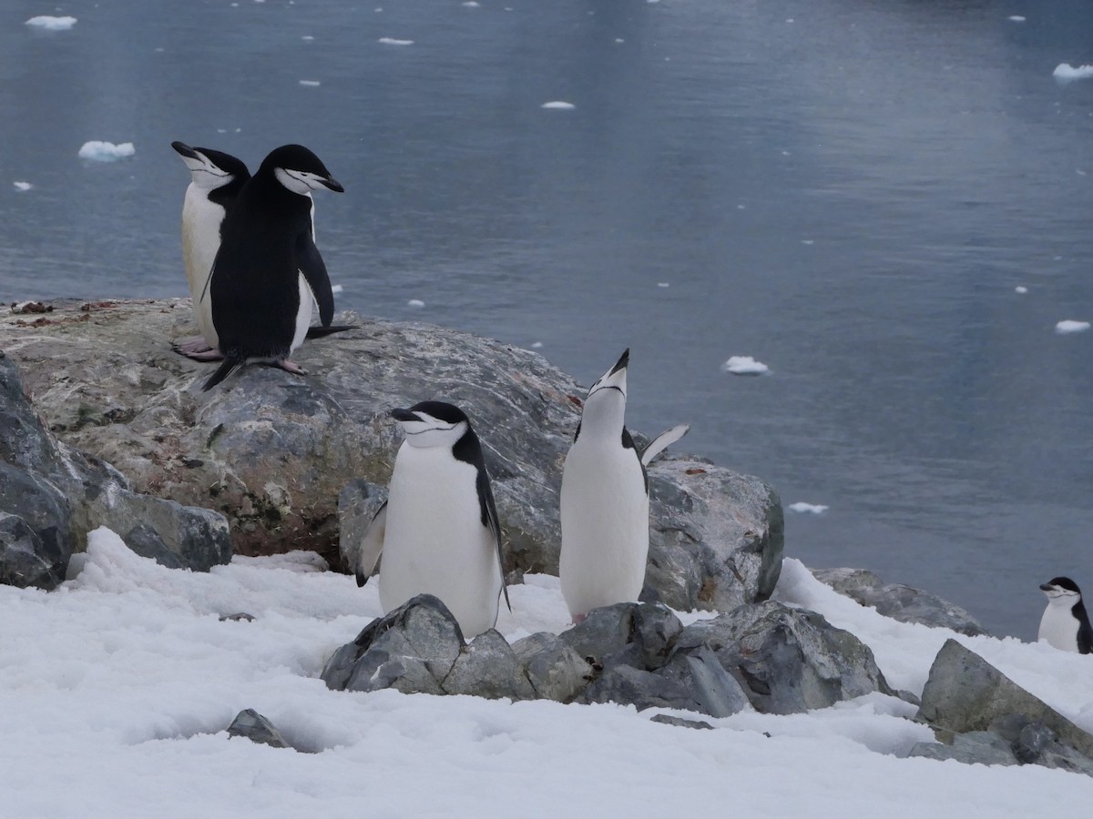 Çember Sakallı Penguen - ML645763481