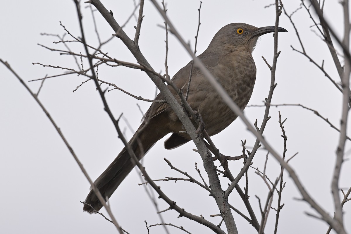 Kıvrık Gagalı Çöpçü - ML645763482