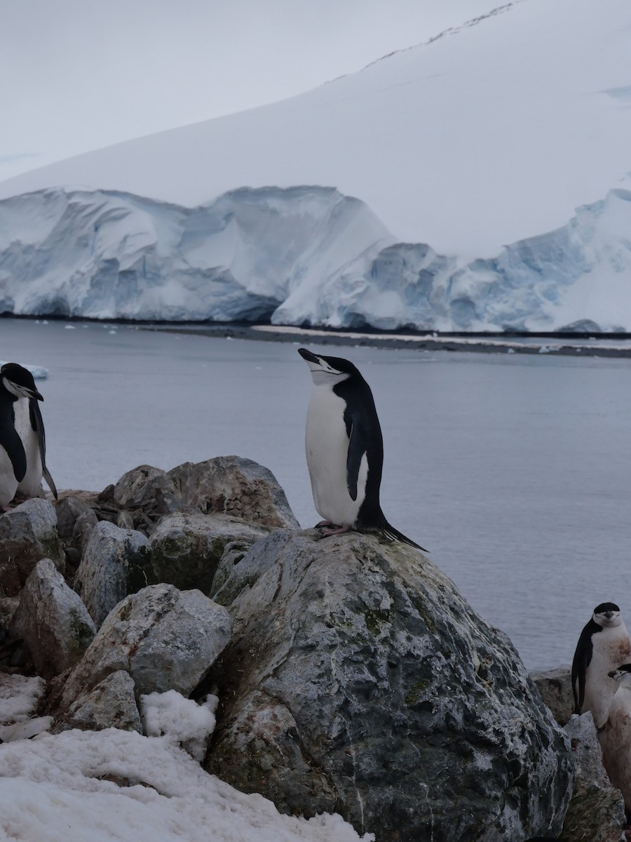 Çember Sakallı Penguen - ML645763484