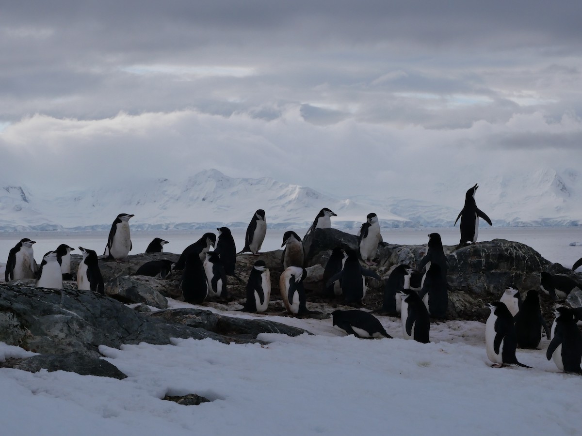 Çember Sakallı Penguen - ML645763485