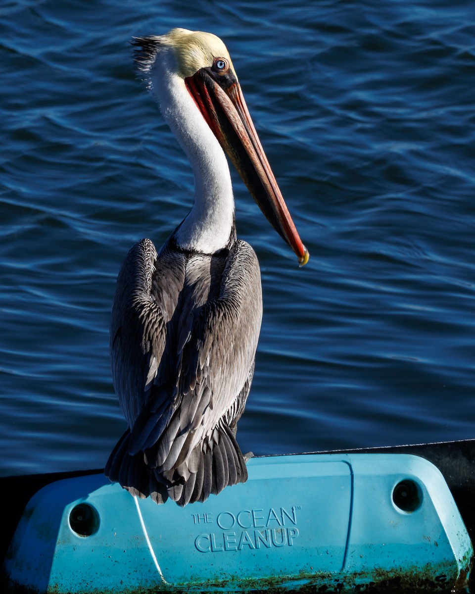 Kahverengi Pelikan - ML645763486